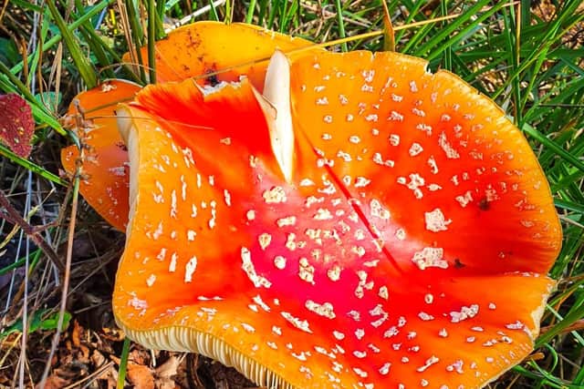 Fly agaric fungus at a BBOWT reserve