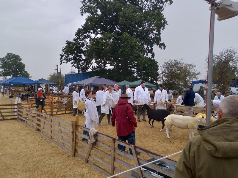 Sheep judging is underway