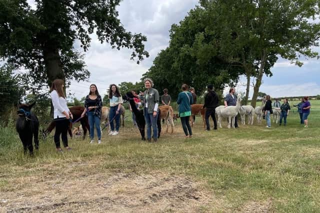 Students and alpacas