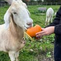 The goats were allowed to enjoy the pumpkin 
