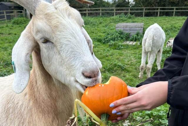 The goats were allowed to enjoy the pumpkin