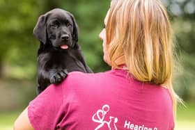 A Hearing Dogs puppy
