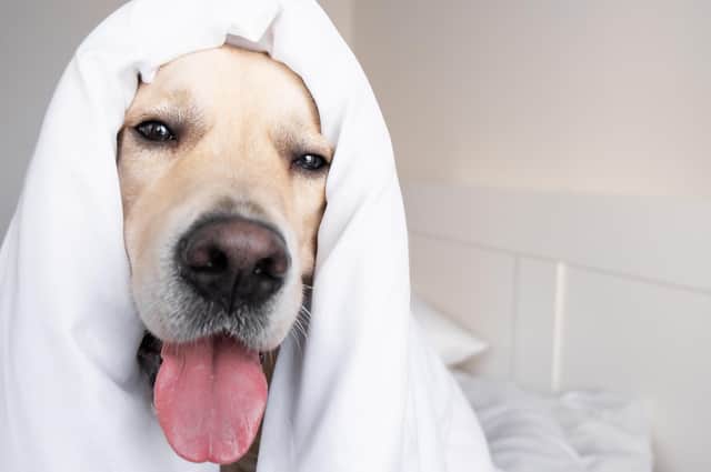 Most pets will be happy with a home temperature of 18 to 20C (photo: Adobe)