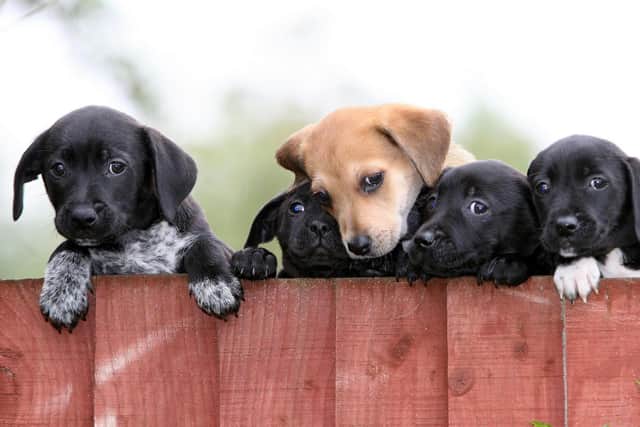 Five of the puppies currently at the Dog's Trust Merseyside Rehoming Centre waiting for new families, photo by Martin Rickett