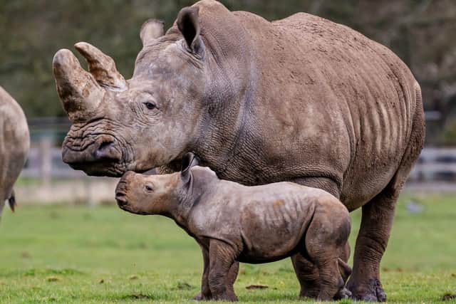 Baby rhino Benja and mum Jaseera at Whipsnade Zoo.