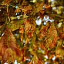 Autumn leaves. (Photo by JULIEN DE ROSA / AFP) (Photo by JULIEN DE ROSA/AFP via Getty Images)