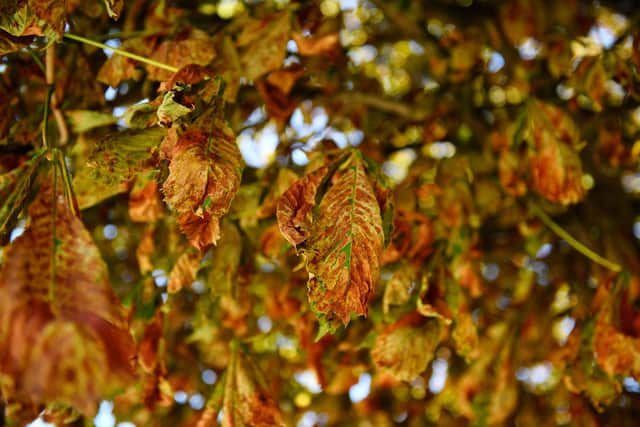 Autumn leaves. (Photo by JULIEN DE ROSA / AFP) (Photo by JULIEN DE ROSA/AFP via Getty Images)