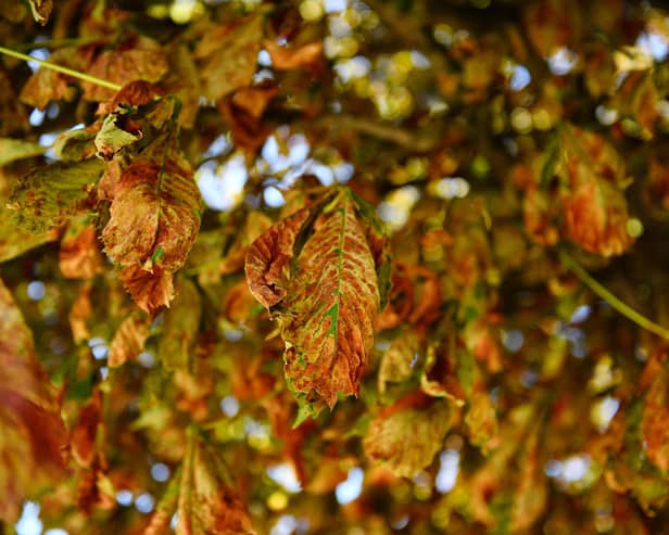 Autumn leaves. (Photo by JULIEN DE ROSA / AFP) (Photo by JULIEN DE ROSA/AFP via Getty Images)