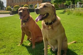 The Great British Dog Walk at Waddesdon Manor