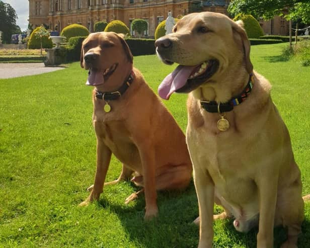 The Great British Dog Walk at Waddesdon Manor