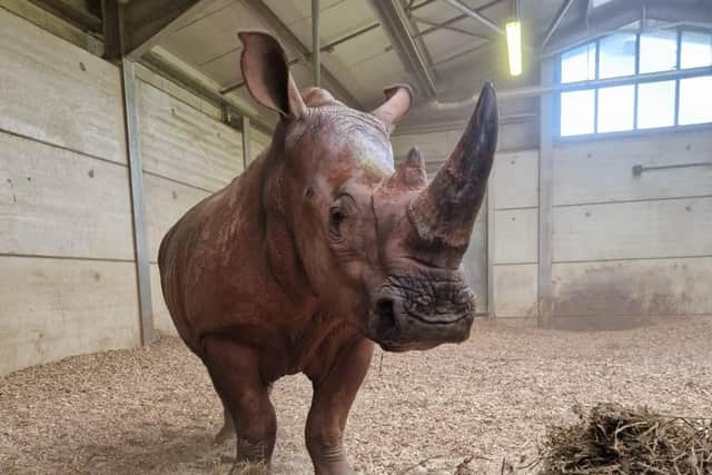 Azeeza, a 3 year old female