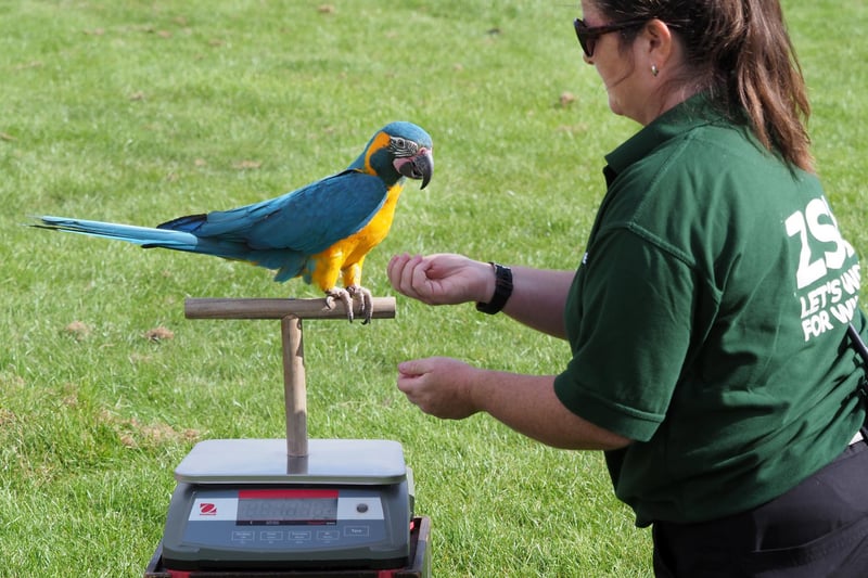 Two-year-old Critically Endangered blue-throated macaw Stilton swooped onto specially designed perch scales to be weighed