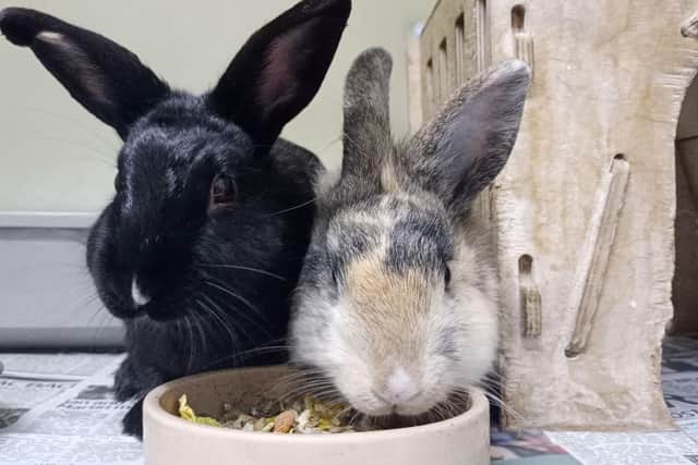 Sirius and Maria