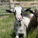 Chewy and Chip the goats - Animal News Agency.