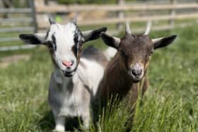 Chewy and Chip the goats - Animal News Agency.