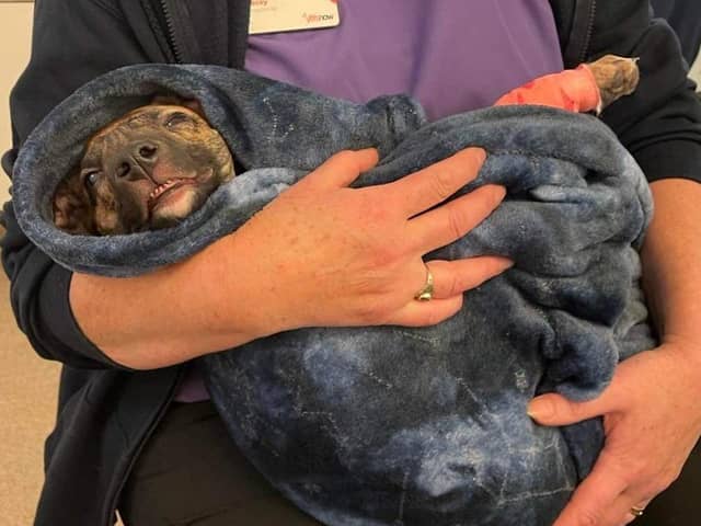 Dog cruelty figures increased significantly in Bucks