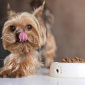 Dog Food