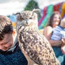 Owl handling © Berkshire Birds of Prey