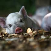 Picture: Kew Little Pigs Animal News Agency