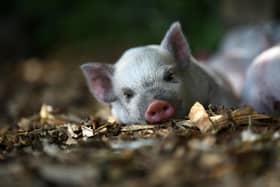 Picture: Kew Little Pigs Animal News Agency