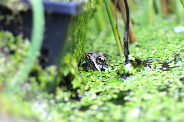 Helen Touchard-Paxton's picture of a frog in a garden pond in Winslow
