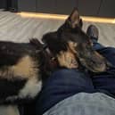 Rex was taken away from his original owner after welfare concerns were raised with the RSPCA and local police