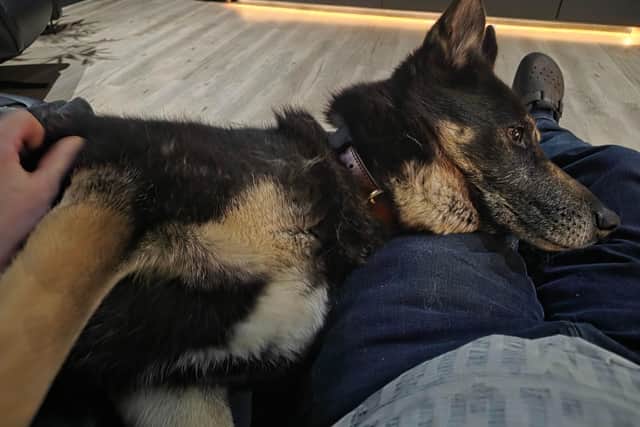 Rex was taken away from his original owner after welfare concerns were raised with the RSPCA and local police