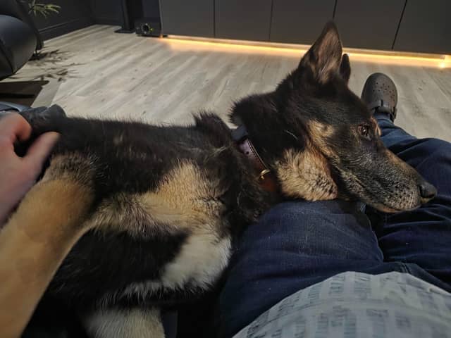 Rex was taken away from his original owner after welfare concerns were raised with the RSPCA and local police