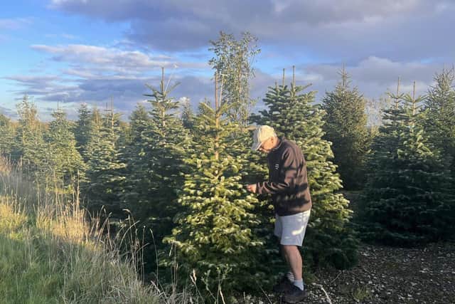 James at the Christmas tree plantation - Animal News Agency