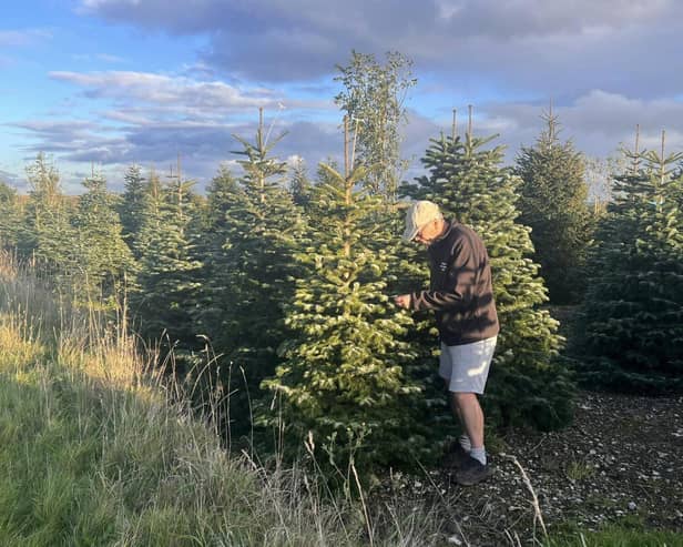 James at the Christmas tree plantation - Animal News Agency 