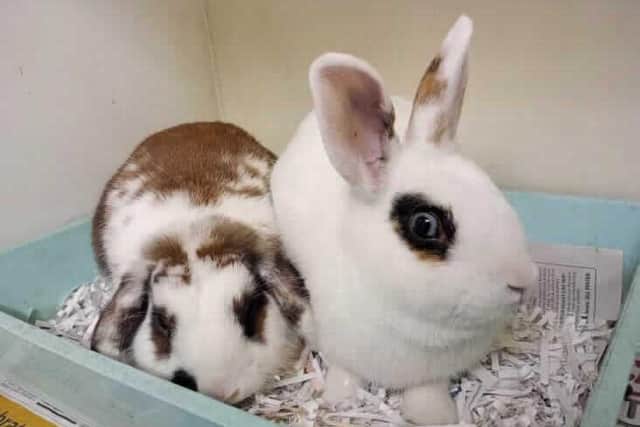 Buttercup and Snowball