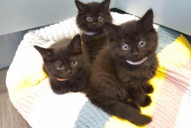 Kittens abandoned in West Yorkshire