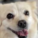 Doghood profile - credit Doghood/ Animal News Agency 