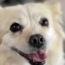 Doghood profile - credit Doghood/ Animal News Agency 