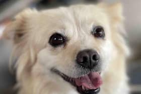 Doghood profile - credit Doghood/ Animal News Agency 