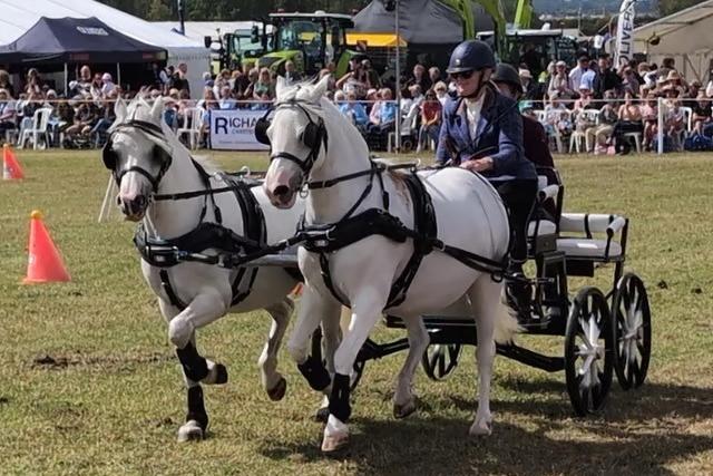 Chariot racing was among the attractions at last year's Bucks County Show