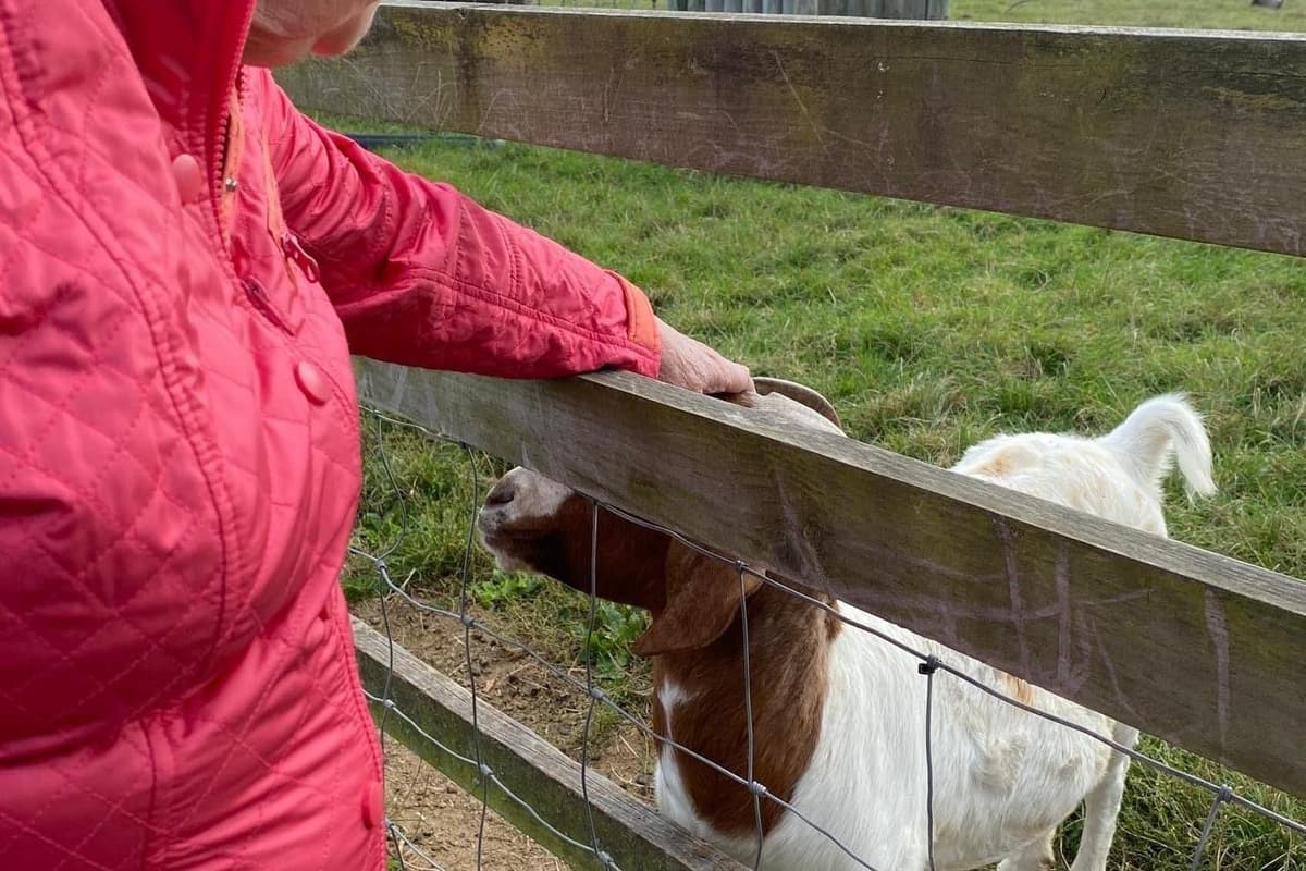 Goats Residents Care home residents get to meet the goat on relaxing visit to Stoke ...