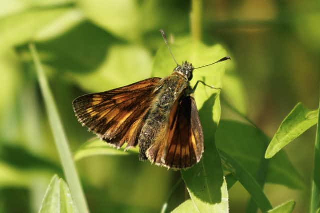 Butterfly in England used for illustrative purposes (Photo by Dan Kitwood/Getty Images)