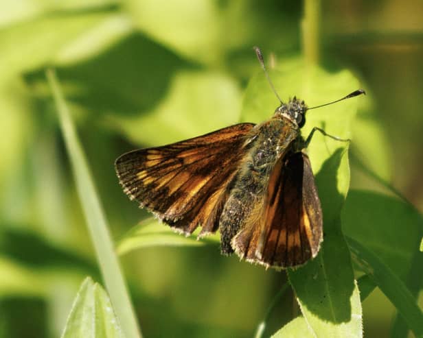 Butterfly in England used for illustrative purposes (Photo by Dan Kitwood/Getty Images)