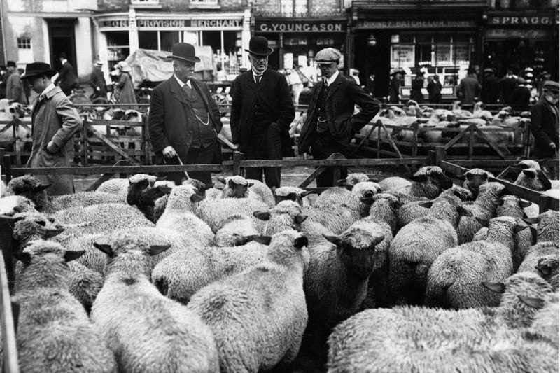Farmers inspect their sheeps after the Farmers Insurance Protest Meeting in Aylesbury in August 1912.