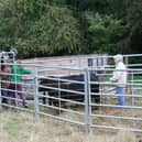 Members of the grazing team in Brill, photo from Roger Stone