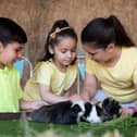 Small animal petting at Thrift Farm