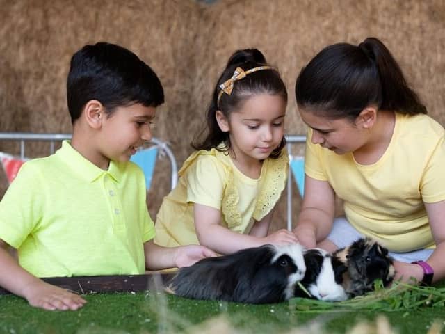 Small animal petting at Thrift Farm