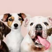 New research has revealed the 10 most expensive dog breeds to insure, with the English Bulldog taking the top spot.