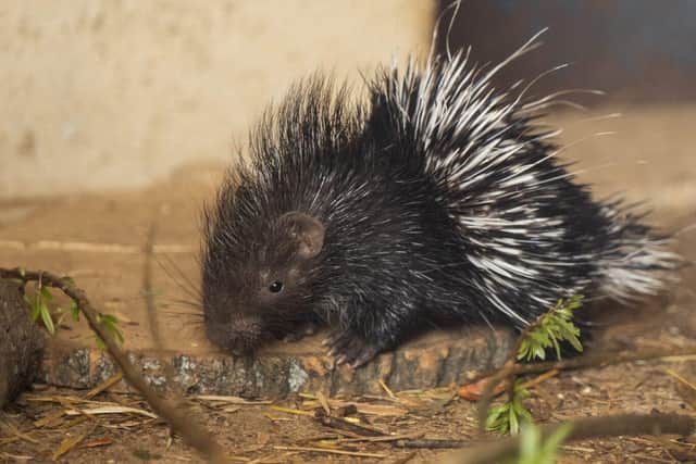 Baby cape porcupine born at Whipsnade Zoo