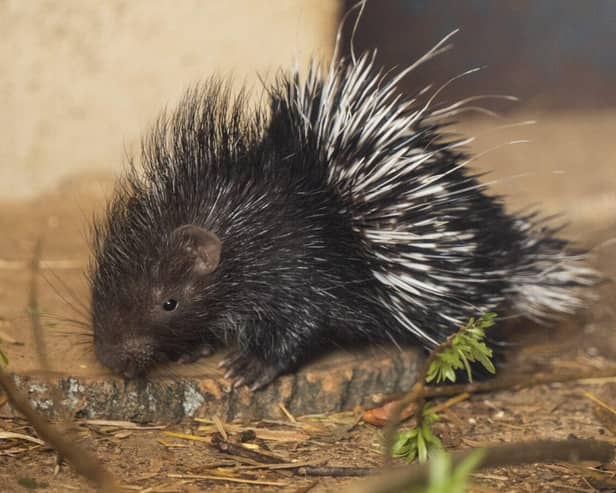 Baby cape porcupine born at Whipsnade Zoo