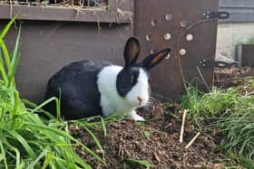 Xylo the rabbit is settling in well - credit Bucks Goat Centre/ Animal News Agency 