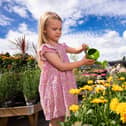 Little Seedlings Ambassador Ella McConkey is pictured watering flowers at Dobbies’ Antrim store