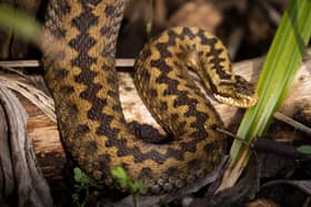 What should you do if you or your dog are bitten by an adder?
