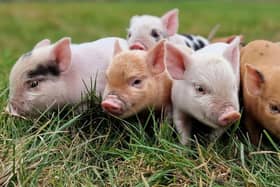 Miniature pigs can make amazing pets - Animal News Agency